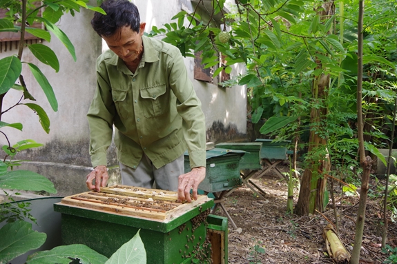 Cựu chiến binh Lê Đăng Anh kiểm tra đàn ong của gia đình.